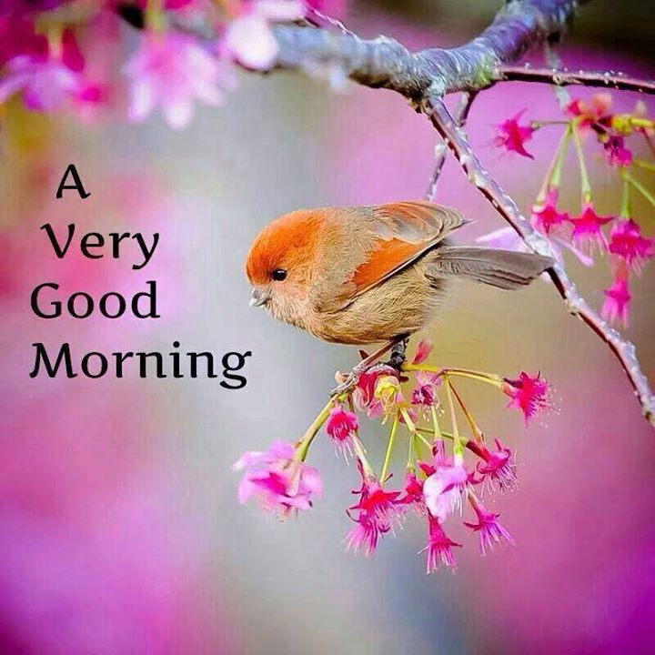 Good Morning Wishes Quotes For Best Friends Best Morning Text SMS Status